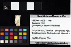 Foto (Objket + Etiketten) von Decapoda indet. 